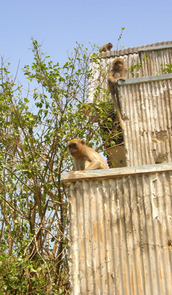 Monkey Island Koh Larn - Nual Beach