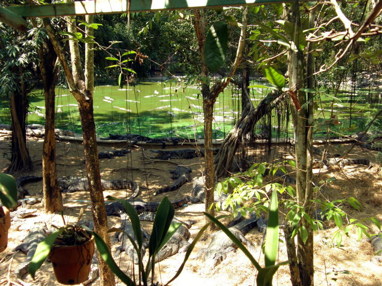 Tigerzoo - unzhlige Krokodile