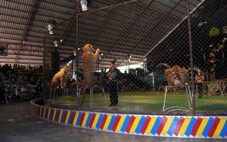 Tigerzoo