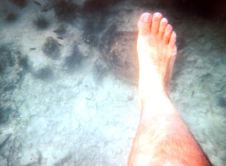 Ich habe die Schildkrte zufllig weiter drauen entdeckt, leider aber keine Kamera dabei. So mute ich erst mal an Land schwimmen, und am Strand zurck laufen um meine letzte Einwegkamera zu holen. Diese war glcklicherweise nicht defekt. Es hat bestimmt