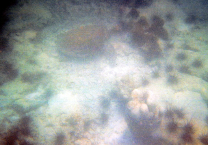 ca. 3,5 Meter tief - Naul Beach Koh Larn - Schildkrte