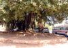 groer Baum in Calangute