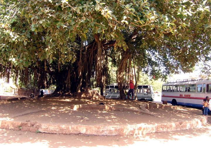 groer Baum in Calangute