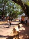 Kuh in Candolim ( Goa  - Indien )