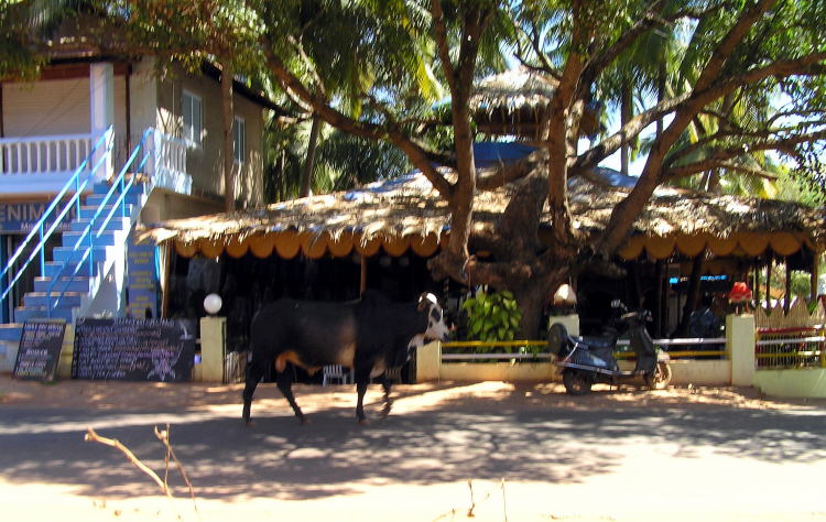 Kuh in Candolim