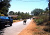 Kuh auf dem Weg Richtung Fort Aguada
