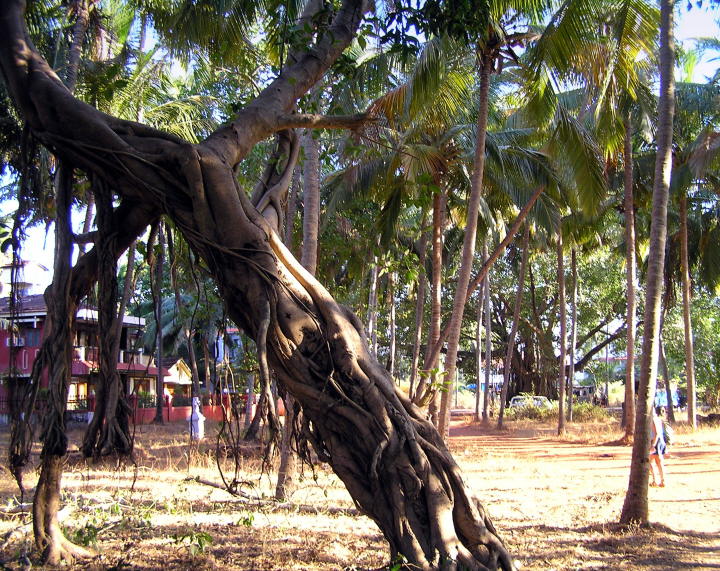 Candolim zwischen dem Dorf und dem Strand.