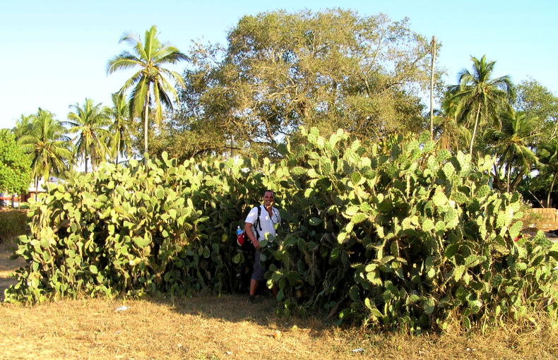 Candolim - Kakteen zwischen Ortschaft und Strand.