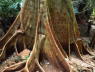 Railay - groer Baum zwischen Lagune und Aussichtspunkt