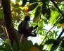 Affen in den Bumen zwischen Railay und Phra Nang