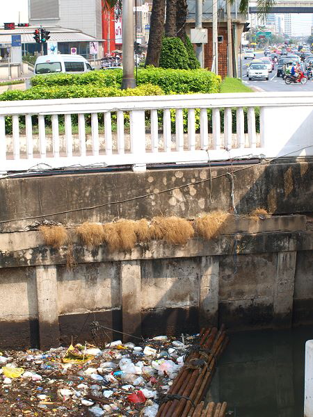 dicke Eidechsen mitten in der Stadt. ( Bangkok )