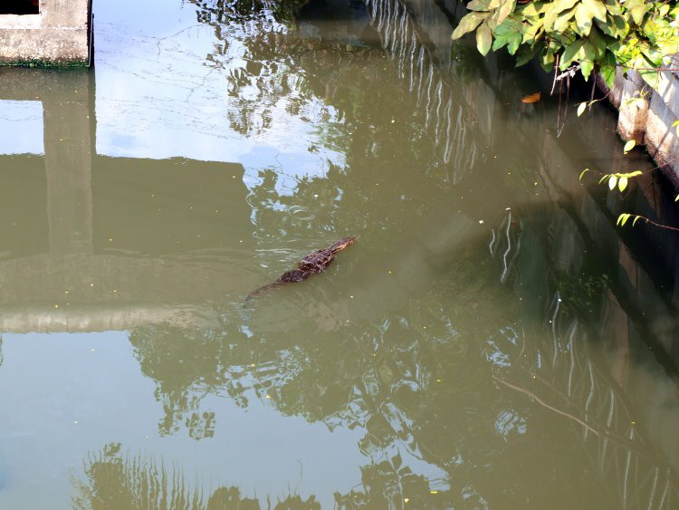 Vor dem Bahnhof im stinkenden Kanal schwamm so Etwas!?