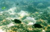 Tup Island unter Wasser