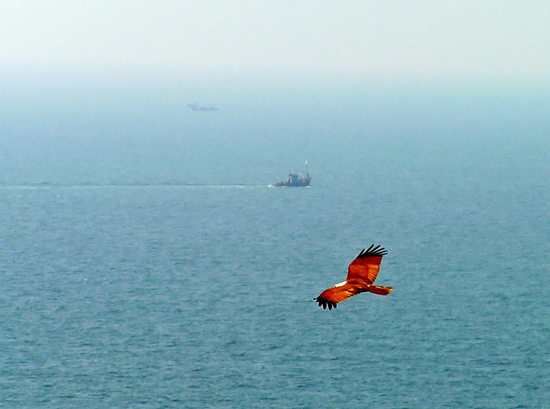 von dem Chapora Fort aus - Adler