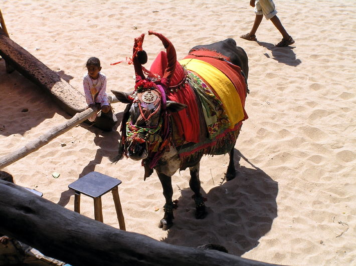 Goa Strand