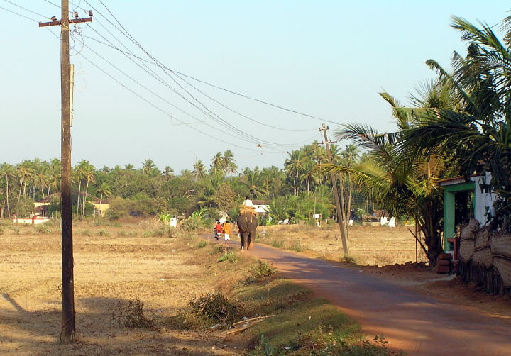 Elefant in Goa