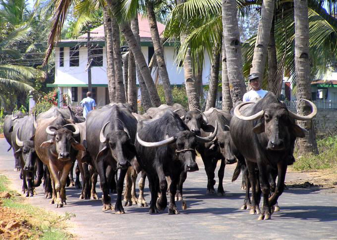 Colva Hinterland 